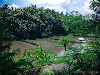 Irrigated Terraces Rice Fields Scenery Of Agricultural Land At Ringdikit Village, North Bali, Indonesia