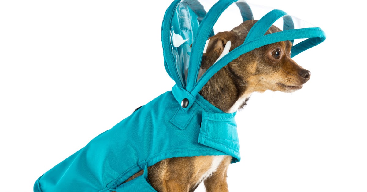 How to Take Care of Your Dog When It's Raining Dog Boutique, Designer