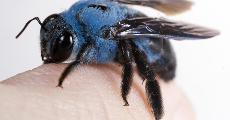 Conoce la abeja carpintera azul | datos de un animal único