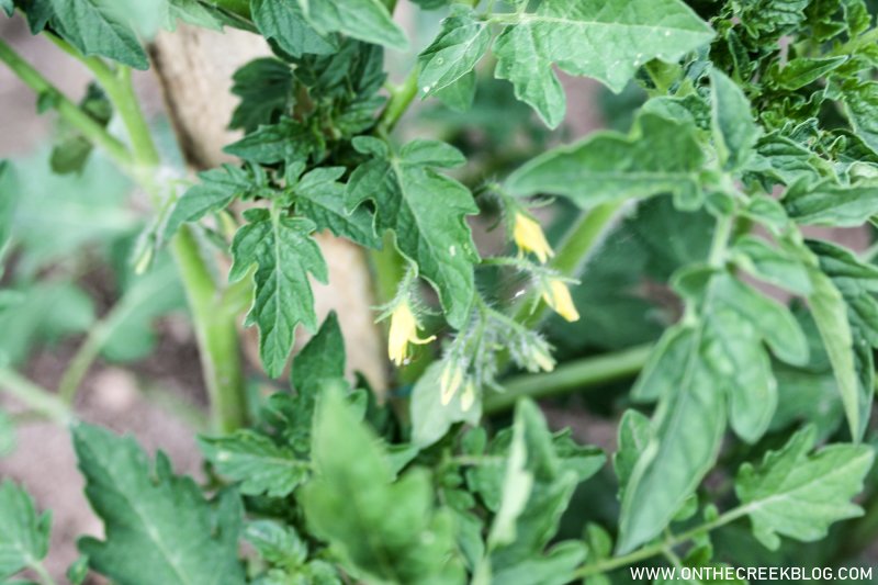 Using Natural Blood Meal on Tomatoes | On The Creek Blog