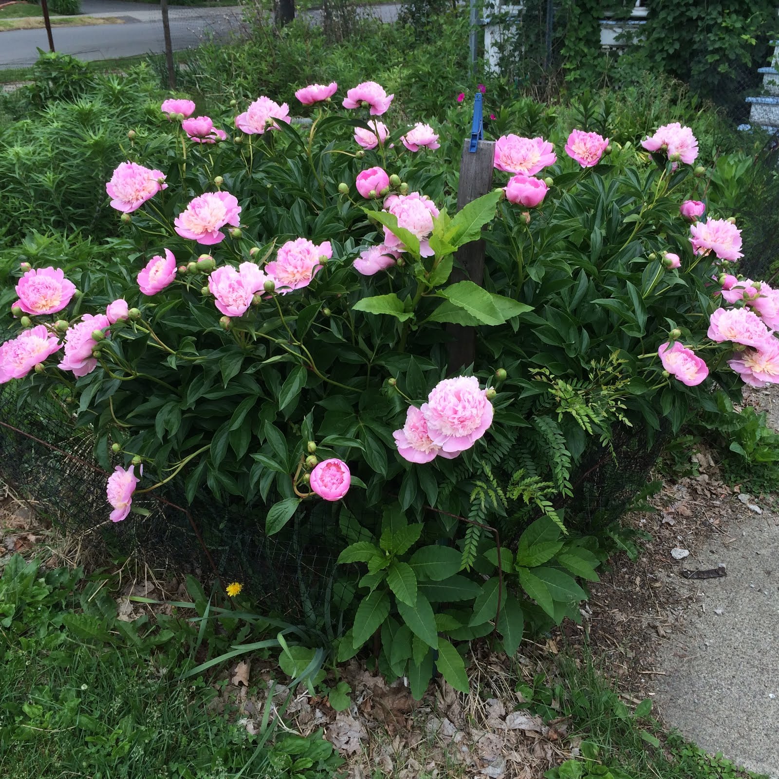 Backyard Organic Gardener Peony Sorbet