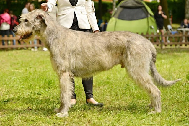  Irish Wolfhound