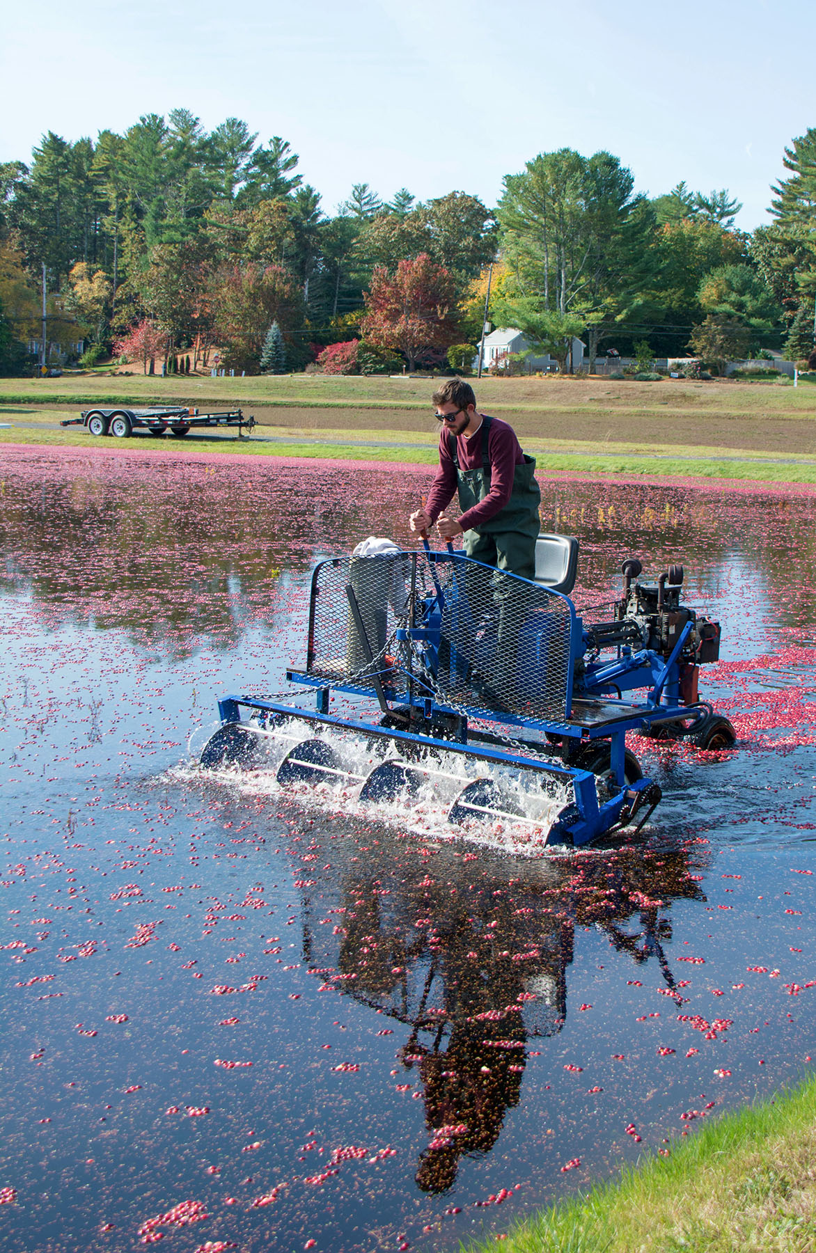 Carol's View Of New England Cranberry Bog Harvesting