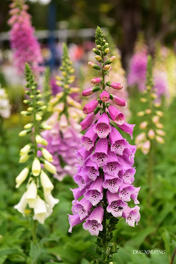 Digitalis purpurea