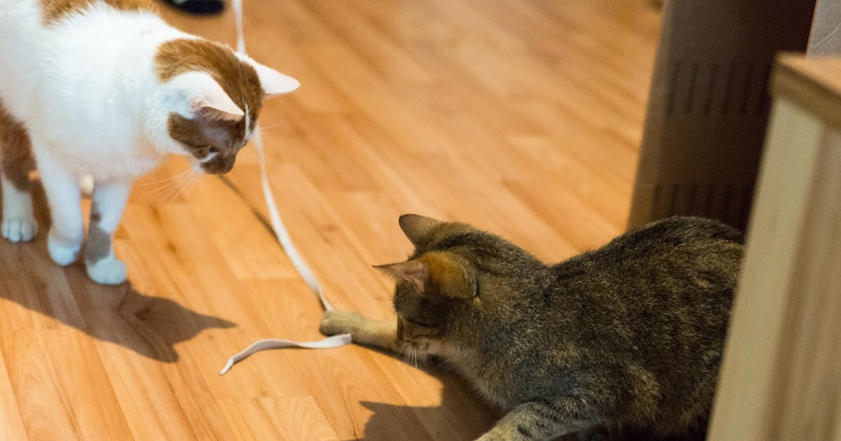 A winter story: [Aktion] Glückspilzalbum Tierheim Zossen