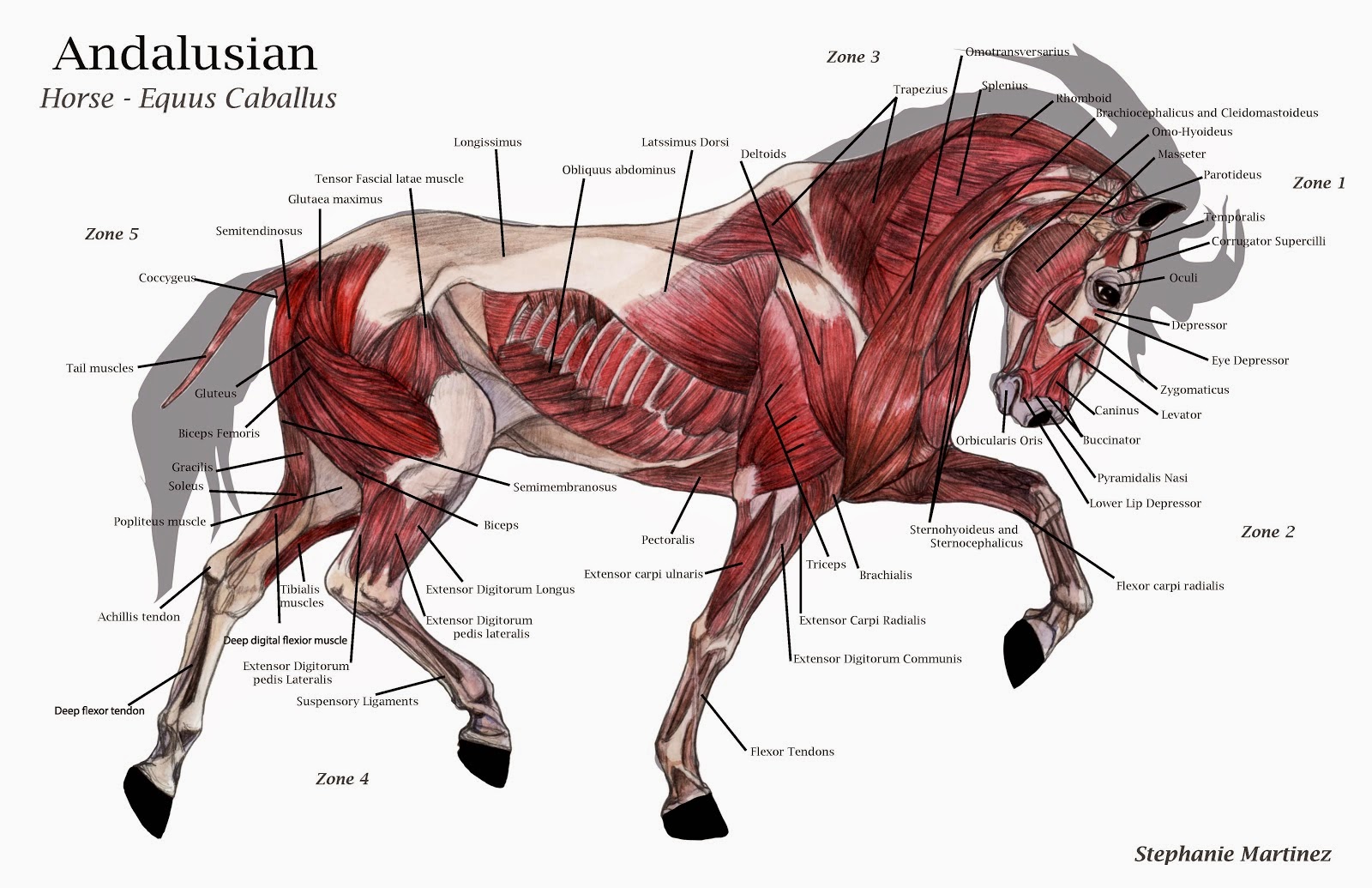 Horse Anatomy Horses Equine Veterinary