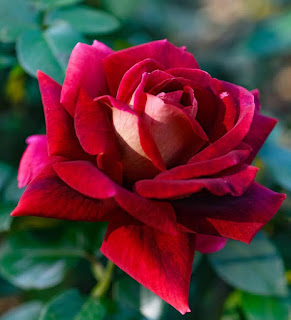 Red ROSE Images Free Download 2020