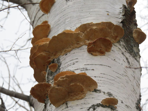 fungus on birch