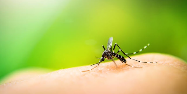 Nova Cantu: Prefeitura culpa moradores pelo alto índice de dengue