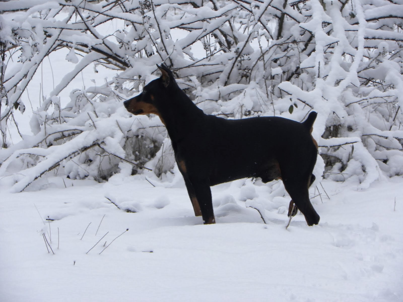 Wiley in the snow Feb 2014