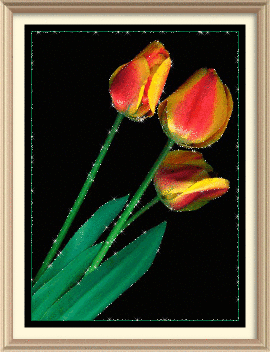 красивые тюльпаны анимация. распустившийся тюльпан. тюльпаны анимация. красивые тюльпаны анимация. шикарные мерцающие тюльпаны.