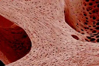 الأنسجة التي يتكون منها جسم الإنسان