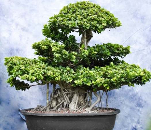 Terkenal Mahal, Ini 5 Keunikan dan Keindahan Bonsai Kimeng!