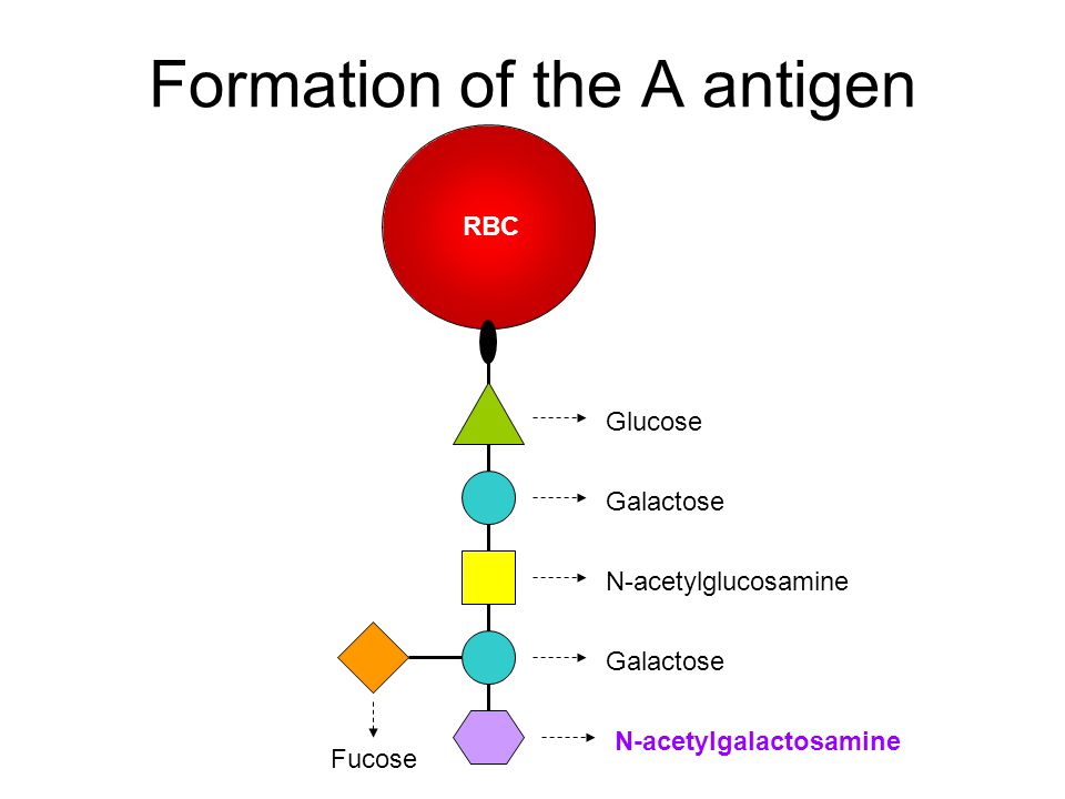 Lecture Notes in Medical Technology Lecture 4 THE ABO BLOOD GROUP SYSTEM