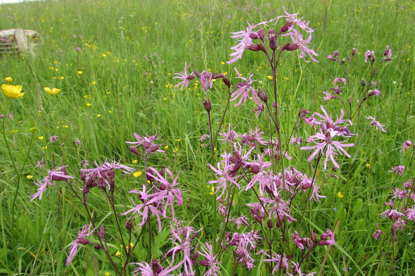 Коронария Кукушкин горицвет гвоздика травянка