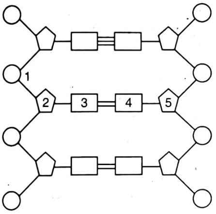 Perhatikan gambar struktur DNA berikut! Pada gambar rangkaian DNA