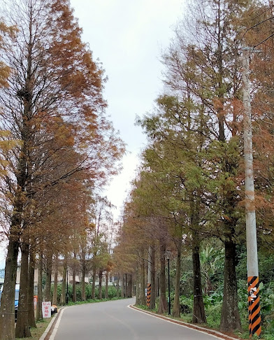 大溪景點-落羽松大道-錯過了陽光普照的燦爛金黃