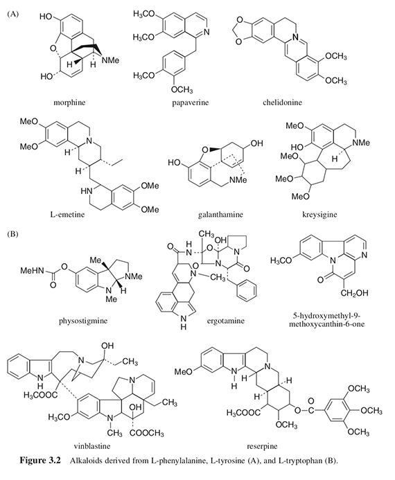 Alkaloids derived from L-phenylalanine, L-tyrosine (A), and L-tryptophan (B)
