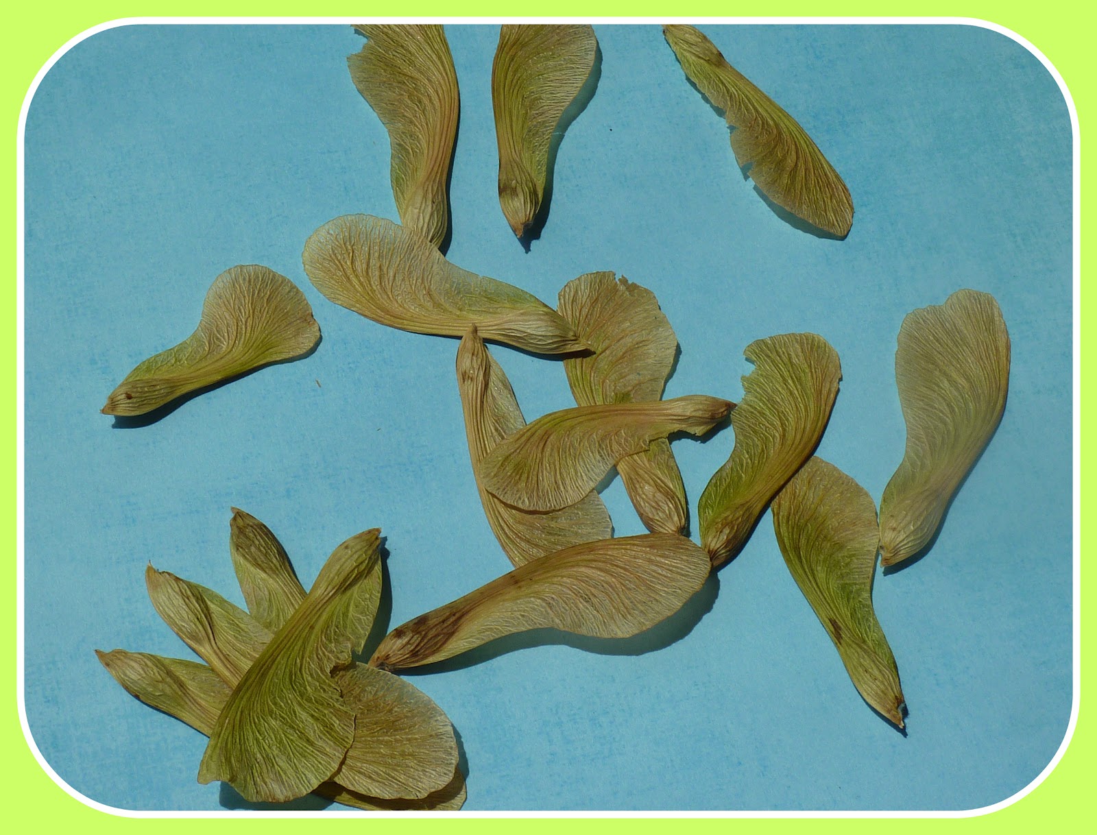 No time to be bored Propeller seeds fun and easy kids activity