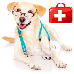 veterinario