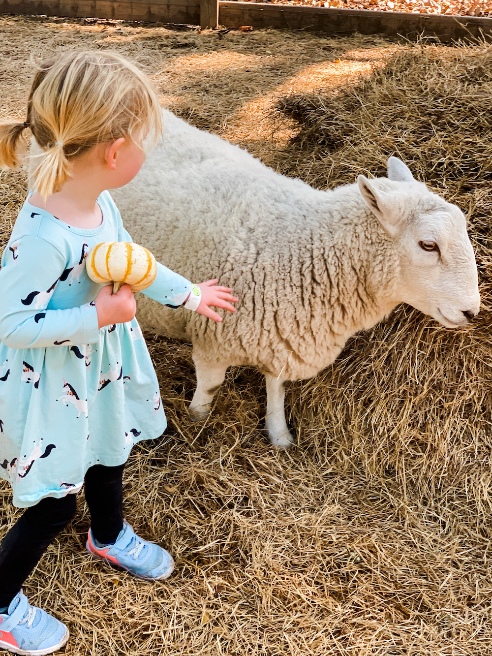 Sweet Eats Fruit Farm Pumpkin Patch TX Jesse Coulter