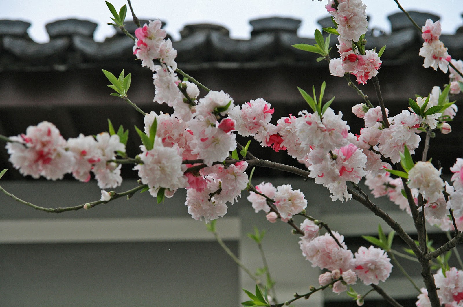 Journal of Life XiHu (西湖) Part 1