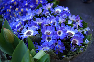 Cineraria Flower