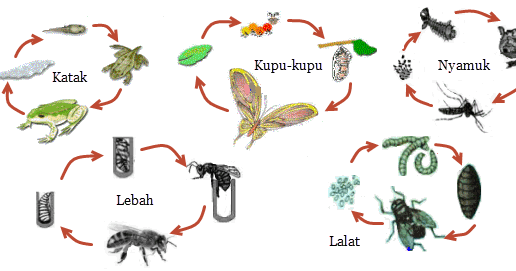 Materi Ipa Kelas Rendah Tentang Daur Hidup Hewan Dunia Pendidikan Up