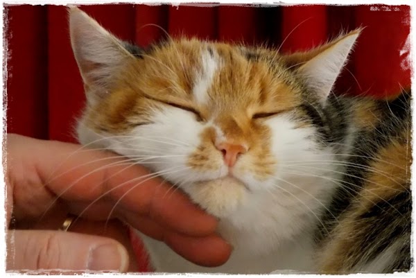 12 Cara Merawat Kucing Yang Benar Agar Selalu Sehat 12 Cara Merawat Kucing Yang Benar Agar Selalu Sehat