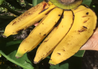 Bananas