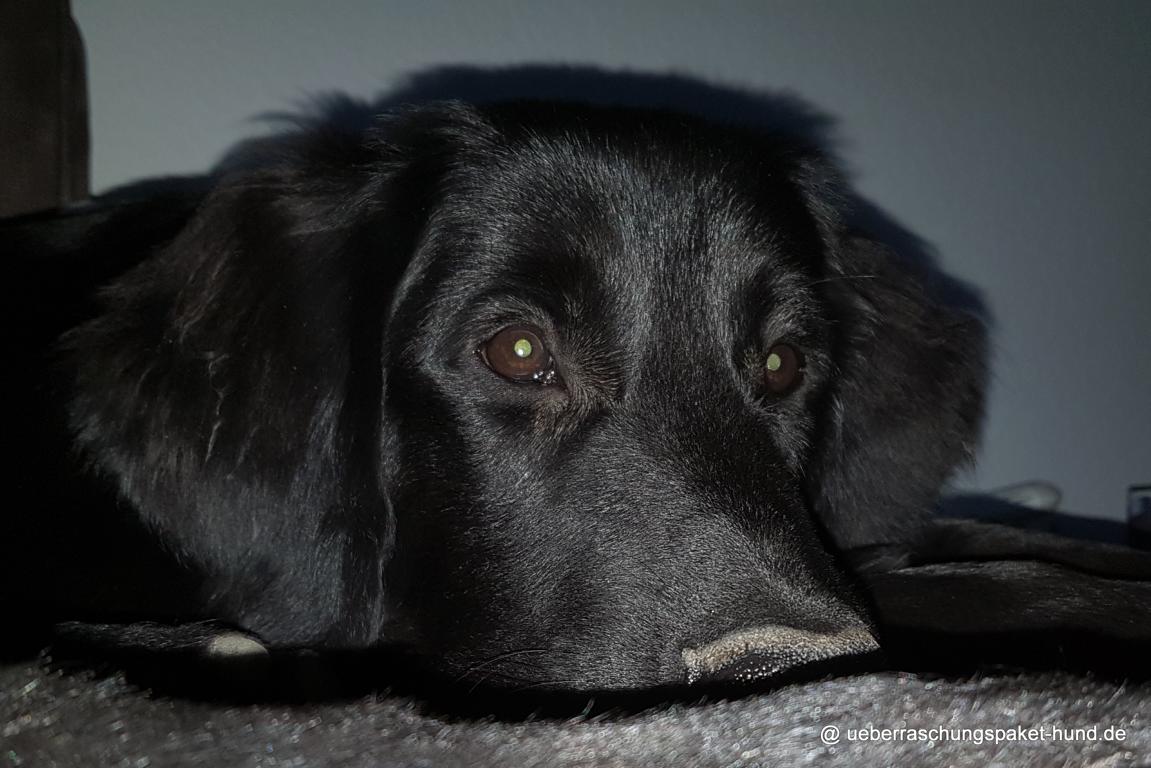 Überraschungspaket Hund ein Hundeblog der zeigt, wie unterschiedlich