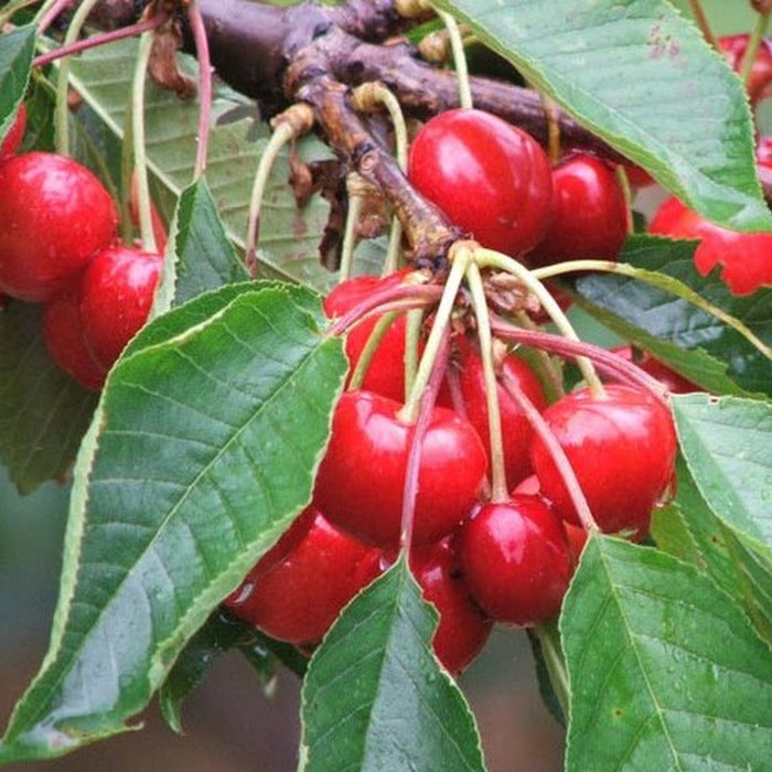 Bibit Cherry Vietnam