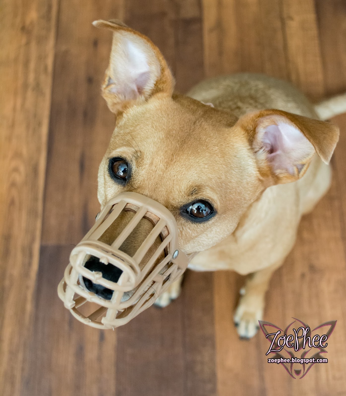 male russian tortoise for sale