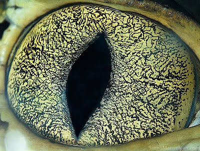 Animal eyes by Suren Manvelyan Seen On www.coolpicturegallery.us