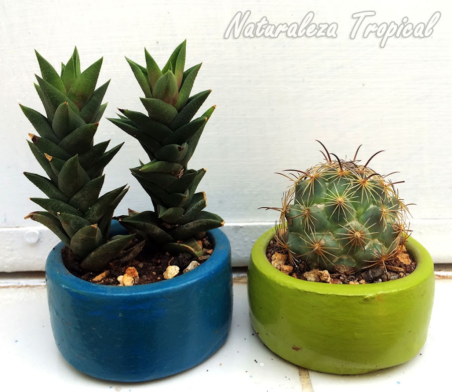 Cactus y planta crasa en macetas pequeñas