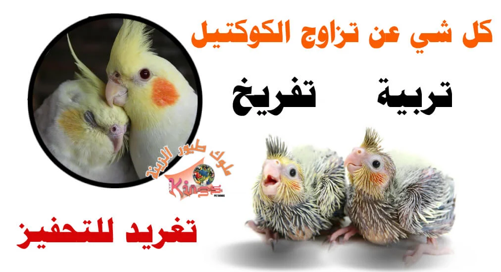 كيفية تحفيز الكوكتيل على التزاوج ومعلومات عن التربية