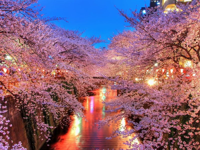 Our English Corner!: Japan Cherry Blossoms