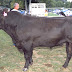 Angus
