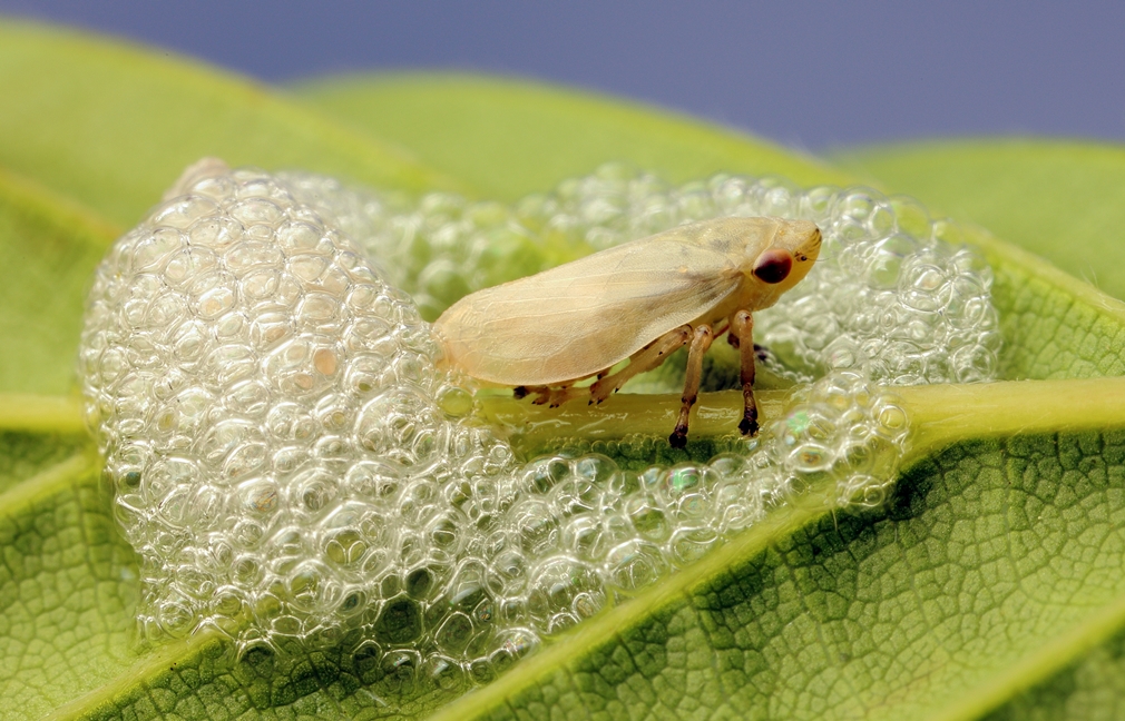 JJ's Photographic nature blog: Hedge and Frog-hoppers...