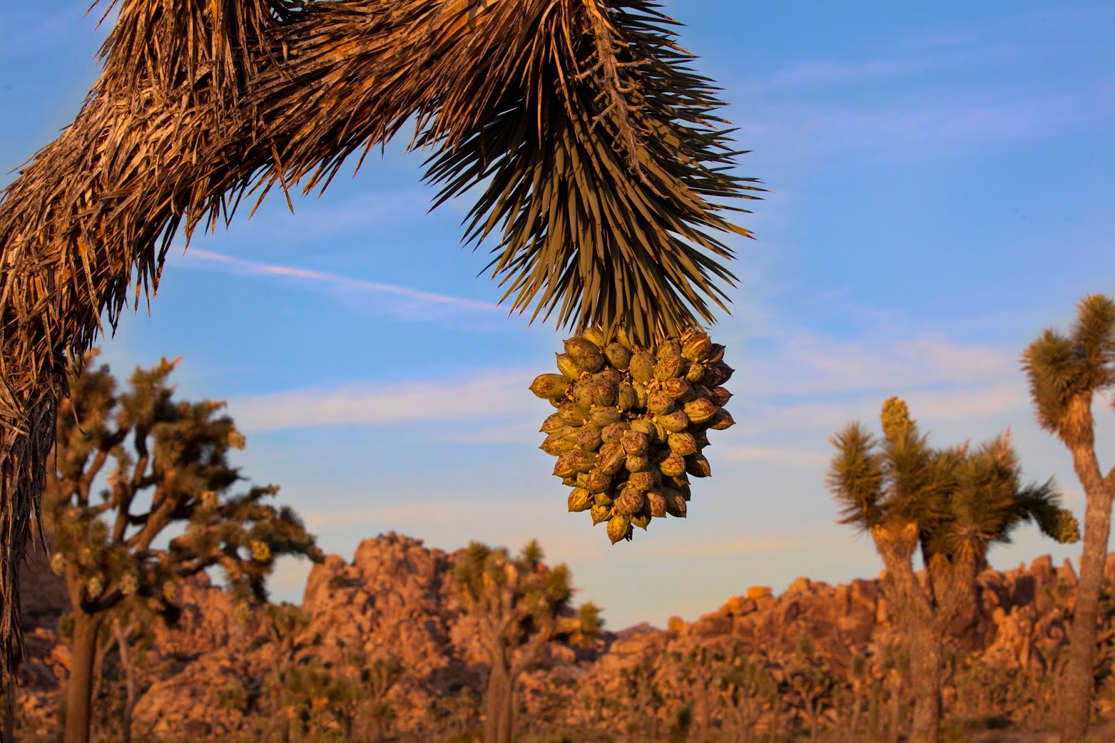 Spare Parts and Pics Fruit of the Joshua Tree