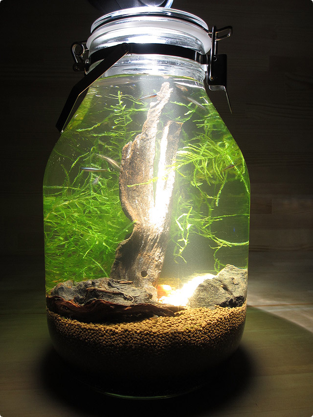  small  glass betta  aquariums fish  tank  with light art 