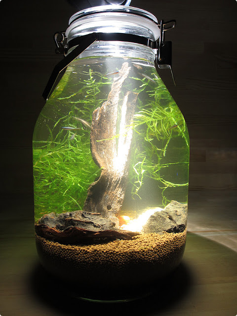small glass betta aquariums fish tank with light