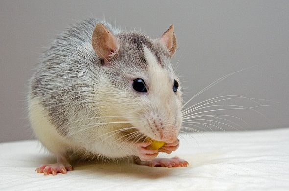 rat-فأر