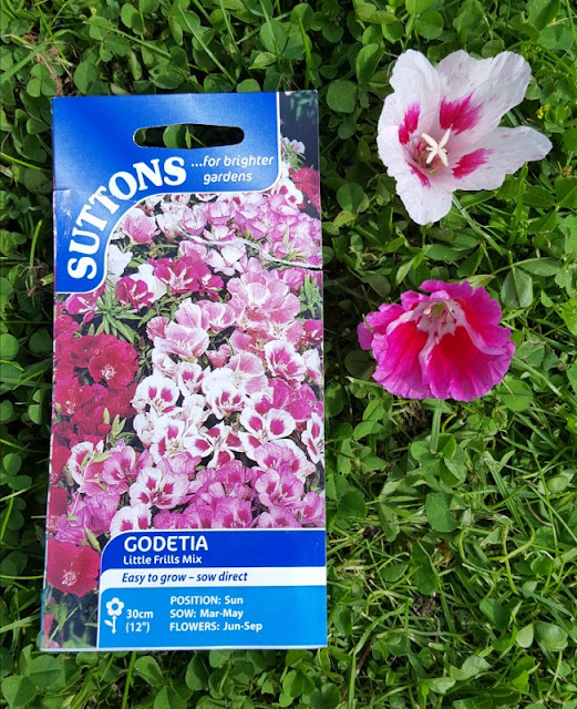 Are you looking for easy summer seeds to plant in the spring?  These Godetia seeds are so simple and easy to sew - no effort needed!  They grow into a riot of beautiful flowers - click to find out more!