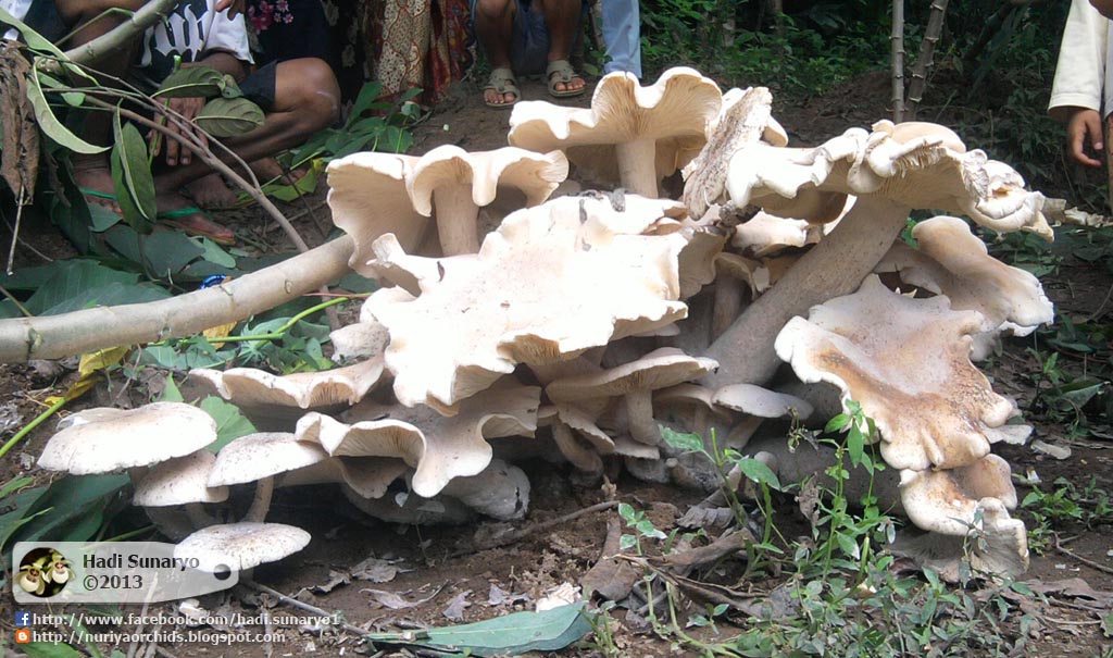 Hadi Orchids (Nuriya Orchids): Jamur terbesar di Blitar, diameter 40cm