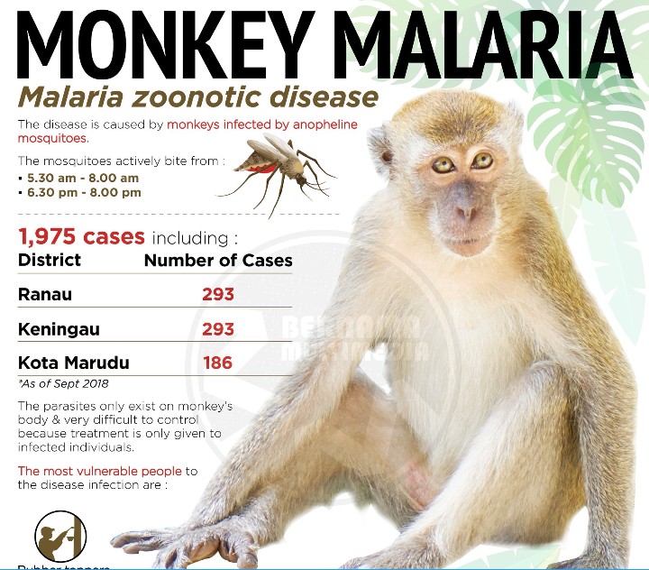 Malaria monyet