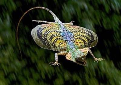  السحلية الطائرة  Flying-dragon-lizard