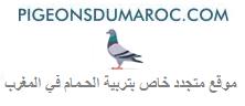 حمام المغرب Pigeon Maroc