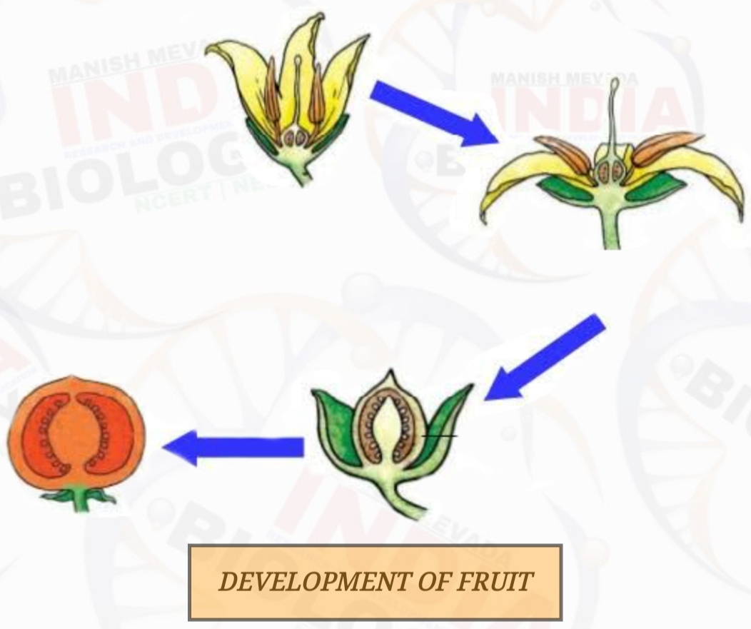STRUCTURE OF FRUITS & SIGNIFICANCE OF SEEDS & FRUIT