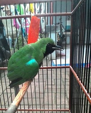 Cara Paling Cepat Turunkan Birahi Cucak Ijo Cara Gacor